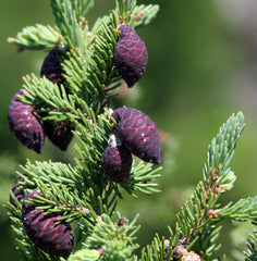 BLACK SPRUCE|ÉPINETTE NOIRE