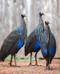 Black&Whites Vulturine Guineafowl earrings