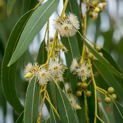 EUCALYPTUS|EUCALYPTUS