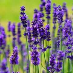 LAVENDER|LAVANDE