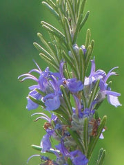 ROSEMARY|ROMARIN