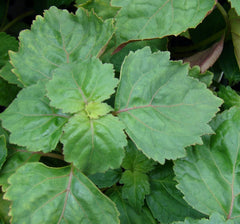 PATCHOULI|PATCHOULI