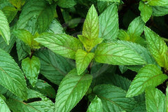 PEPPERMINT|MENTHE POIVRÉE