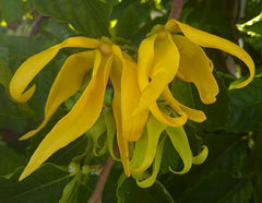 YLANG YLANG (COMPLETE)|YLANG YLANG  (complète)